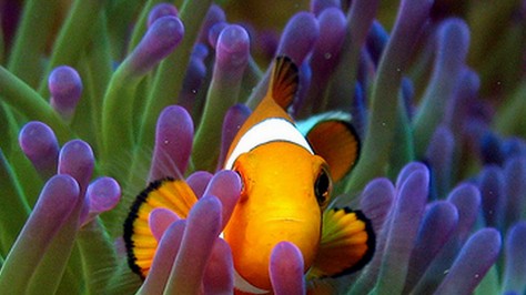 clown fish Screen saver