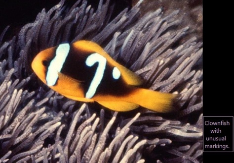 Reef 19 Clownfish rare marking