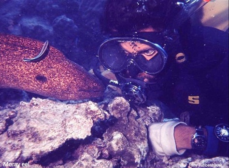 Reef 24 Moray Eel