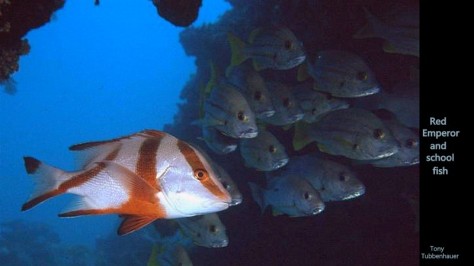 Reef 41 Red Emperor and school fish