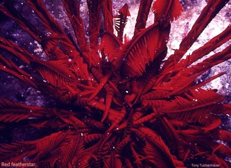 Reef 42 Red Featherstar