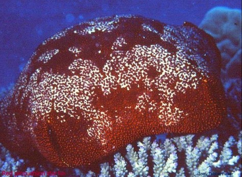 Reef 43 Red pincushion starfish