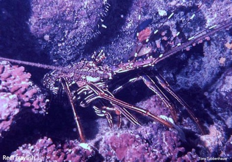 Reef 44 reef crayfish