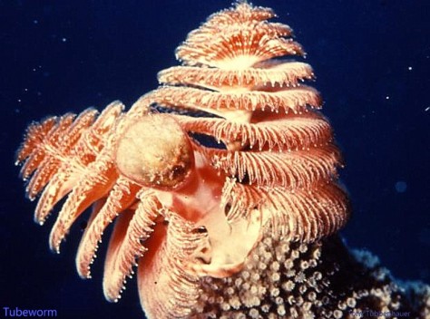 Reef 74 Tubeworm