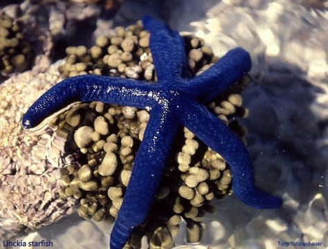 Reef 75 Linckia starfish