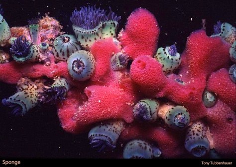 Reef 83 Sponge